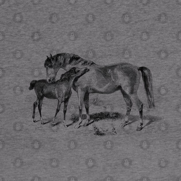 A Foal with Mare, Horses Vintage Black & White  Illustration by Biophilia